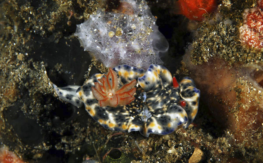 Hypselodoris sagamiensis